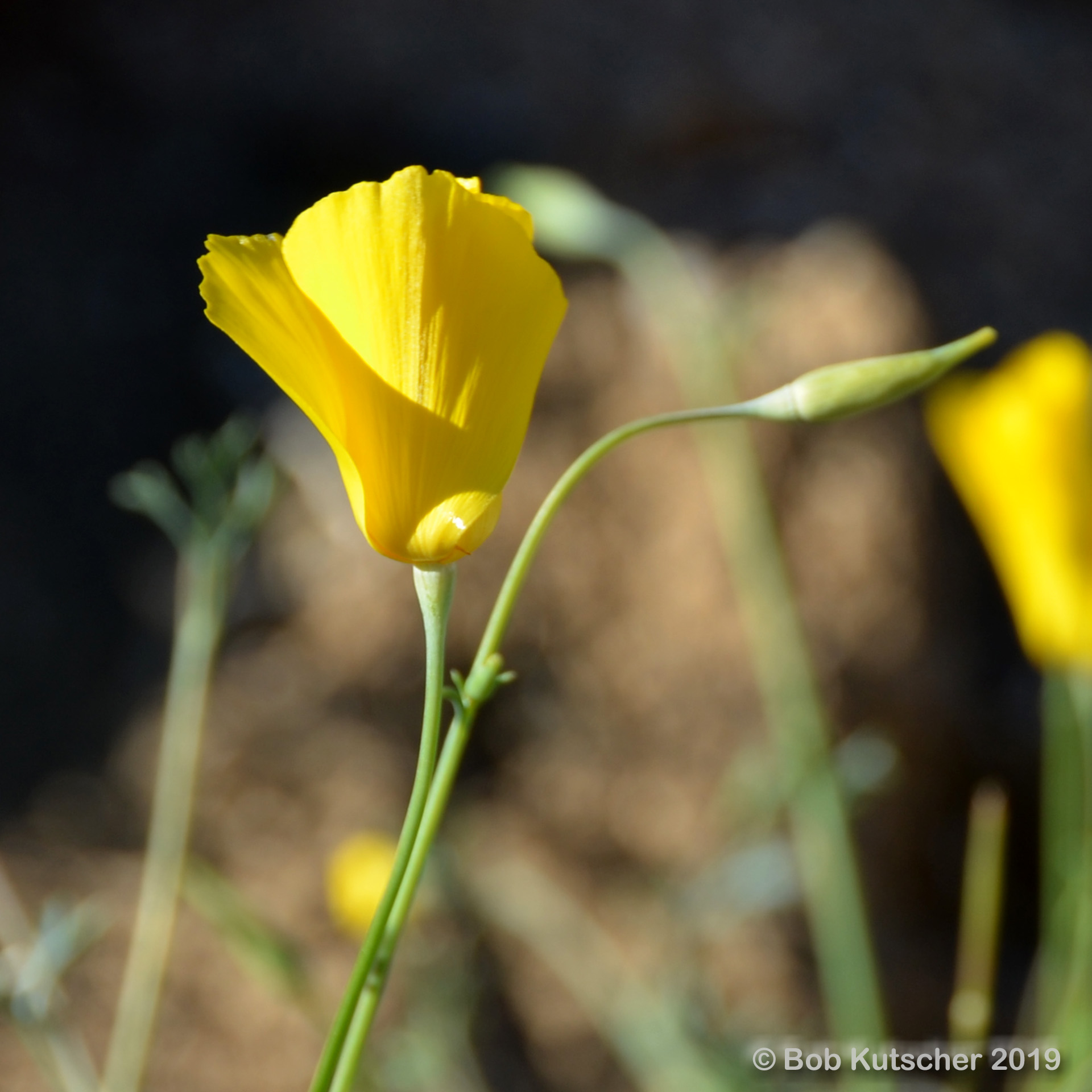 Borrego Springs, CA Superbloom 2019